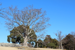 凛とした木