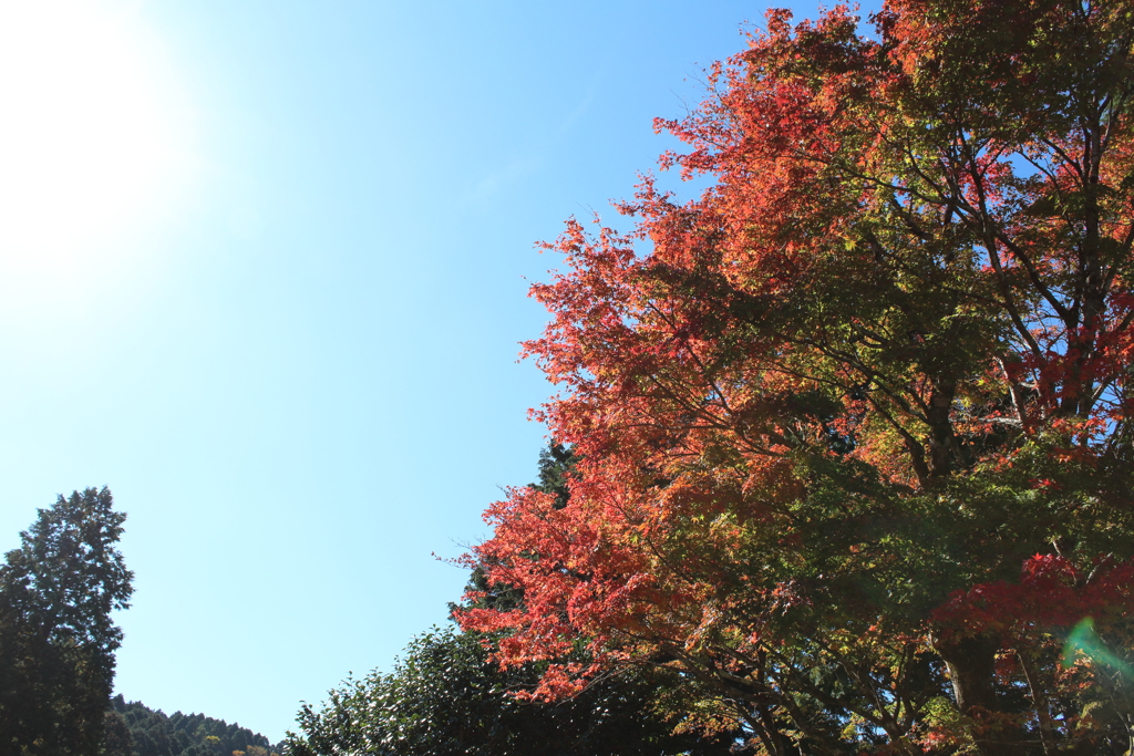 紅葉