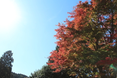 紅葉