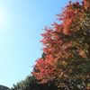 紅葉