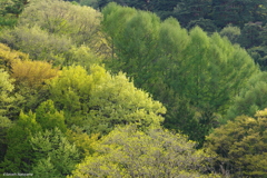 新緑のグラデーション