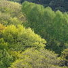 新緑のグラデーション