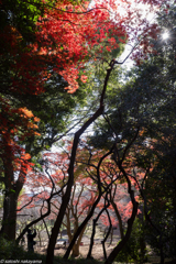 梅林のモミジ