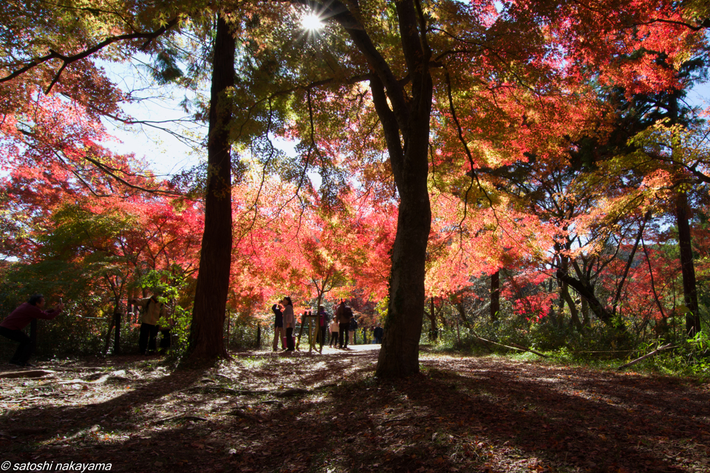 紅葉狩り