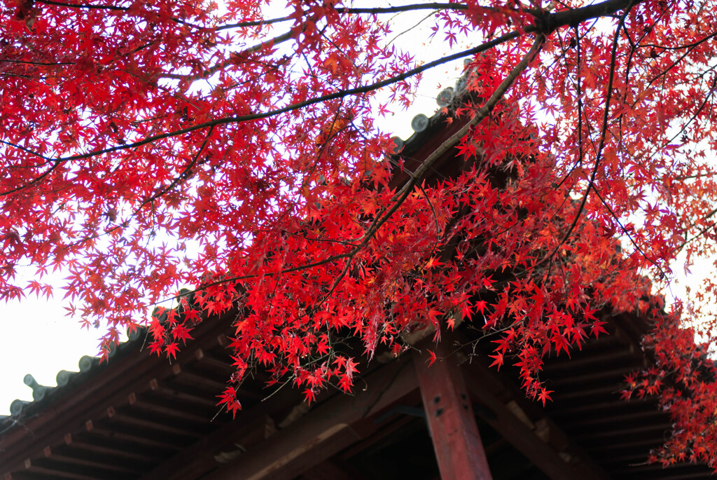 鐘楼と紅葉