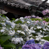 根津の紫陽花