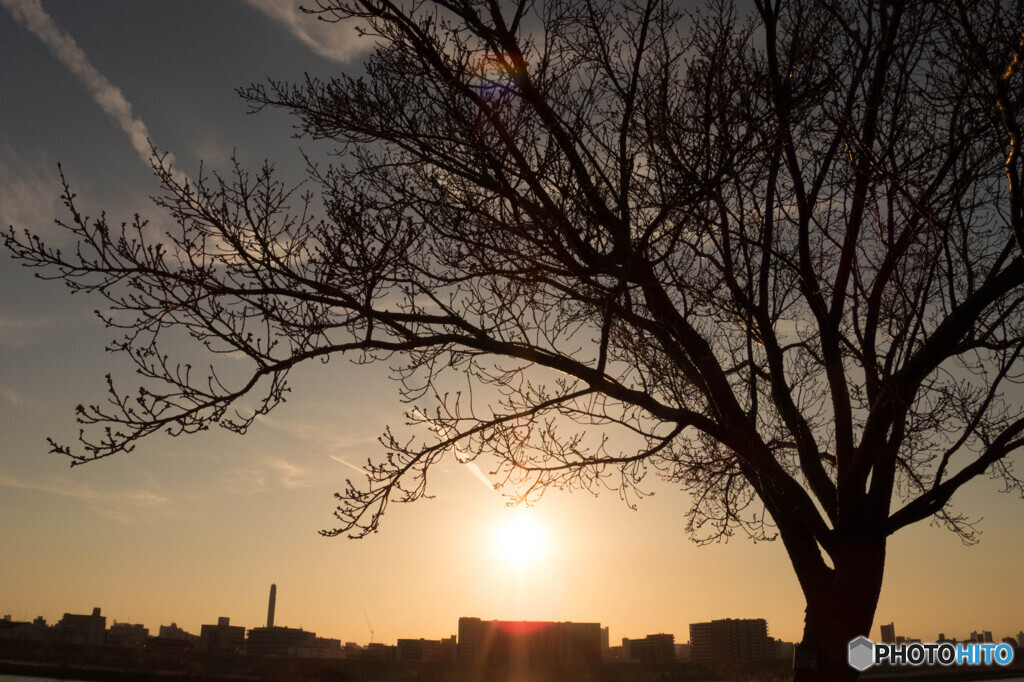 春を待つ桜と夕日