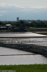 午後の田んぼ