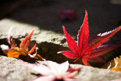 The red leaf