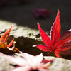 The red leaf