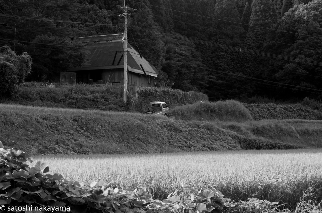 湯布院の田んぼで