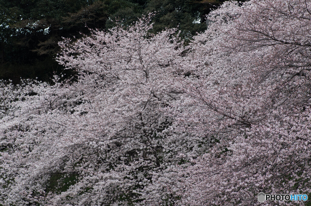 満開、千鳥ヶ淵