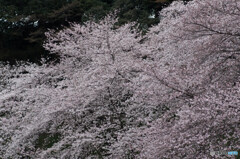 満開、千鳥ヶ淵