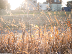 サイクリングロード