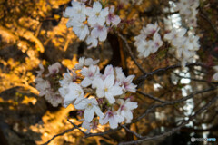 夜桜