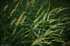 夏の終わり