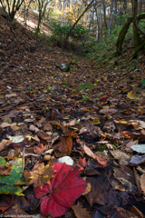 紅葉