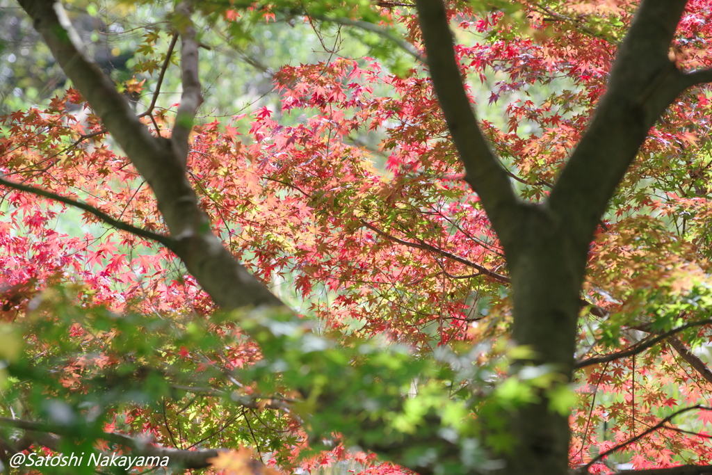 紅と緑のグラデーション