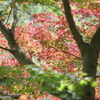 紅と緑のグラデーション