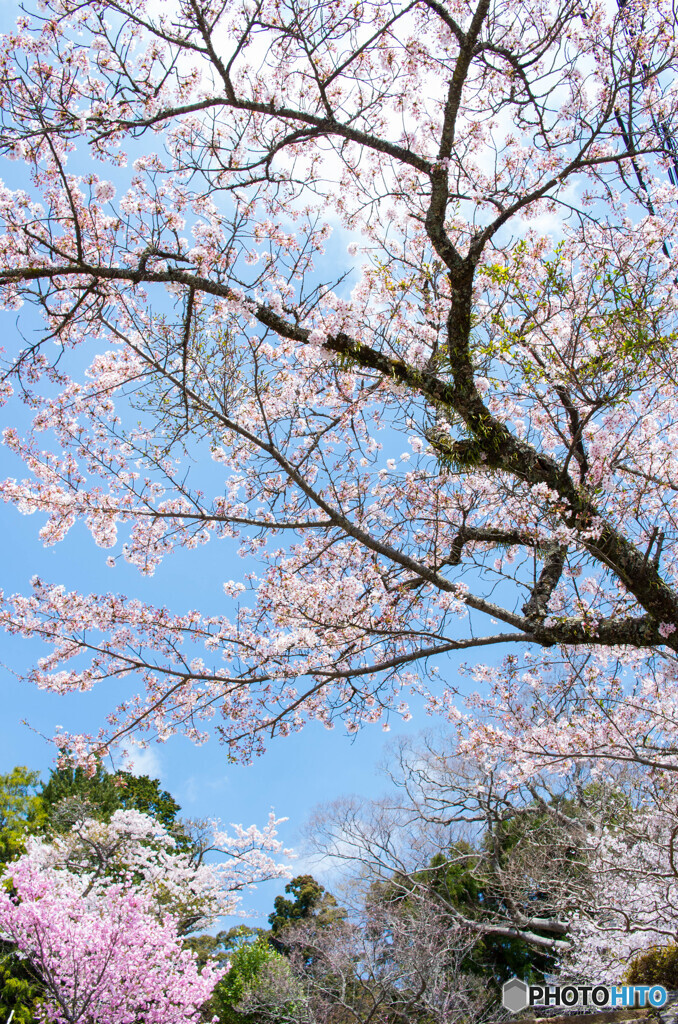 夏日の桜