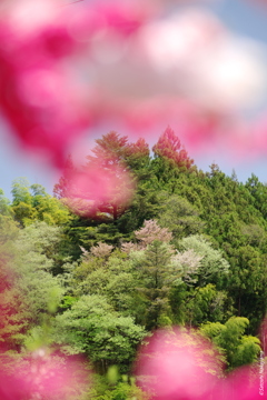 花桃の里の桜