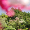 花桃の里の桜