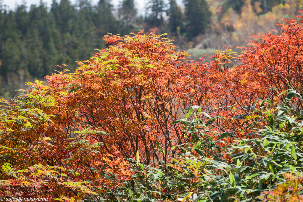 緑から紅のグラデーション