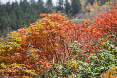 緑から紅のグラデーション