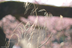寒桜