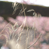 寒桜