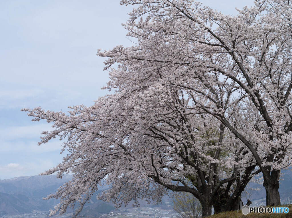 丘の上の桜