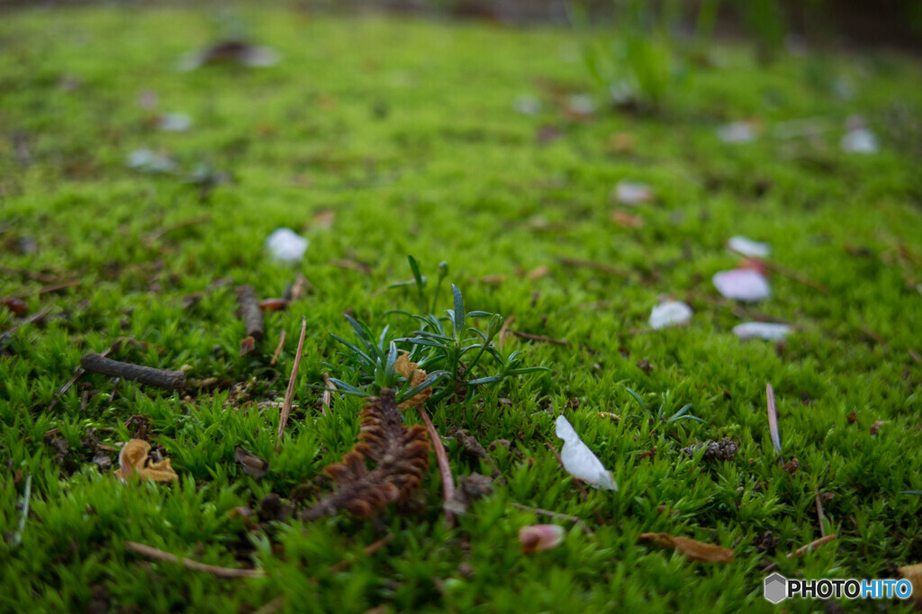 今年最後の桜のお花見