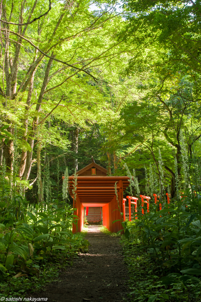 森の中の神社
