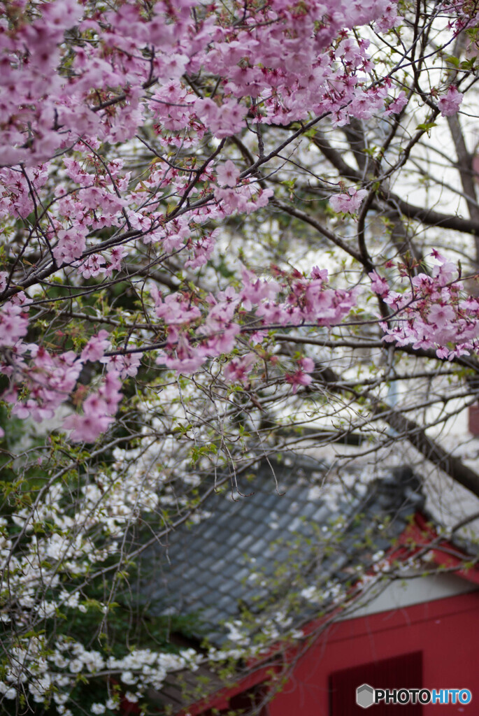 神社の桜１
