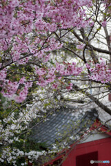 神社の桜１