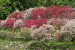 花桃