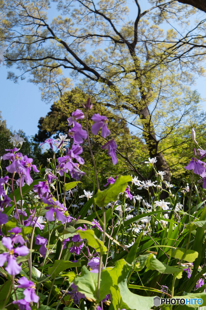 桜の次は...