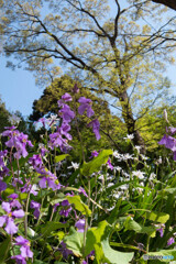 桜の次は...