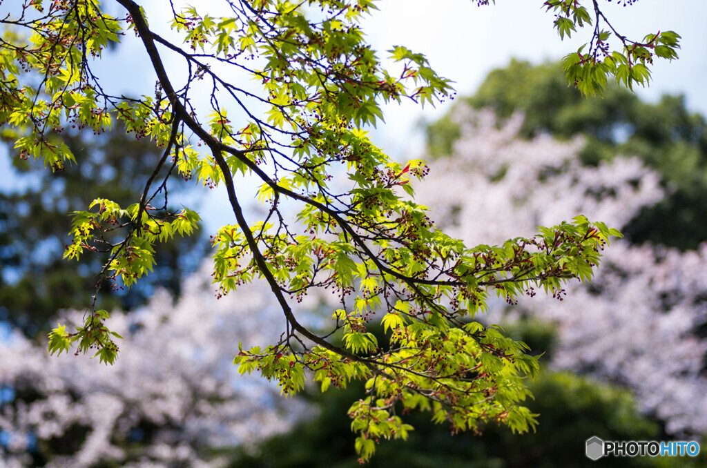 新緑と桜