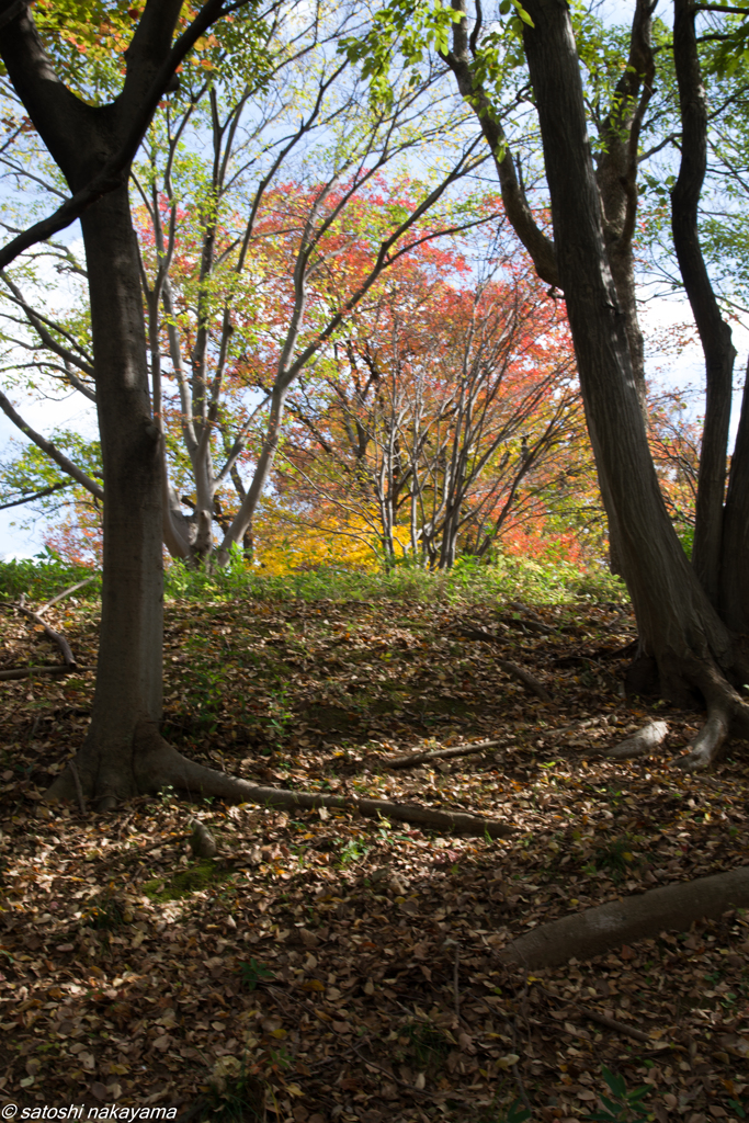 林の向こうに！