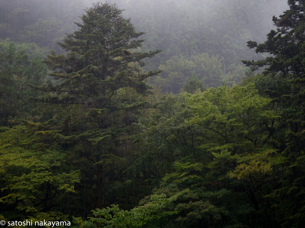 雨