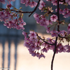 夕暮れの河津桜