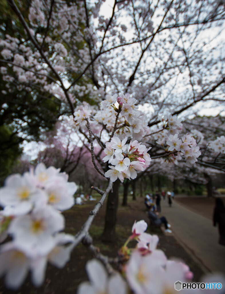 北の丸公園