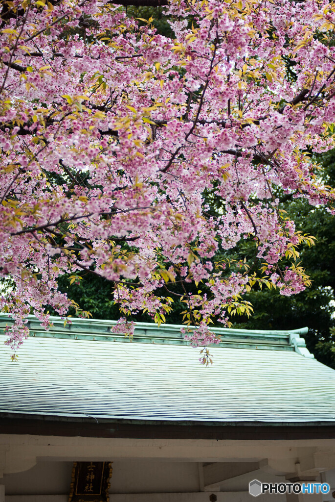 神社の桜３