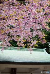 神社の桜３