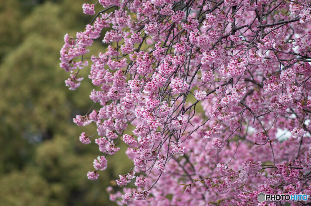 満開・河津桜