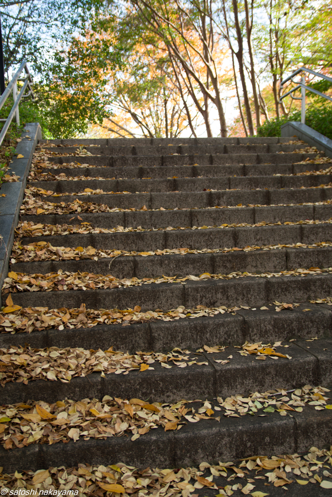 黄葉の階段