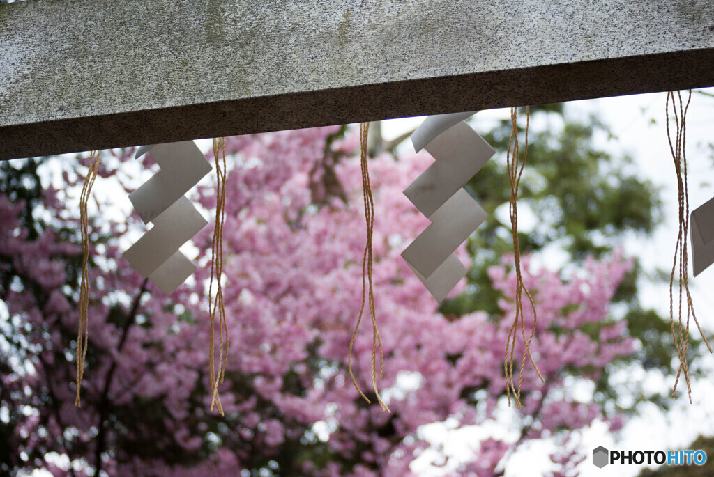 神社の桜２