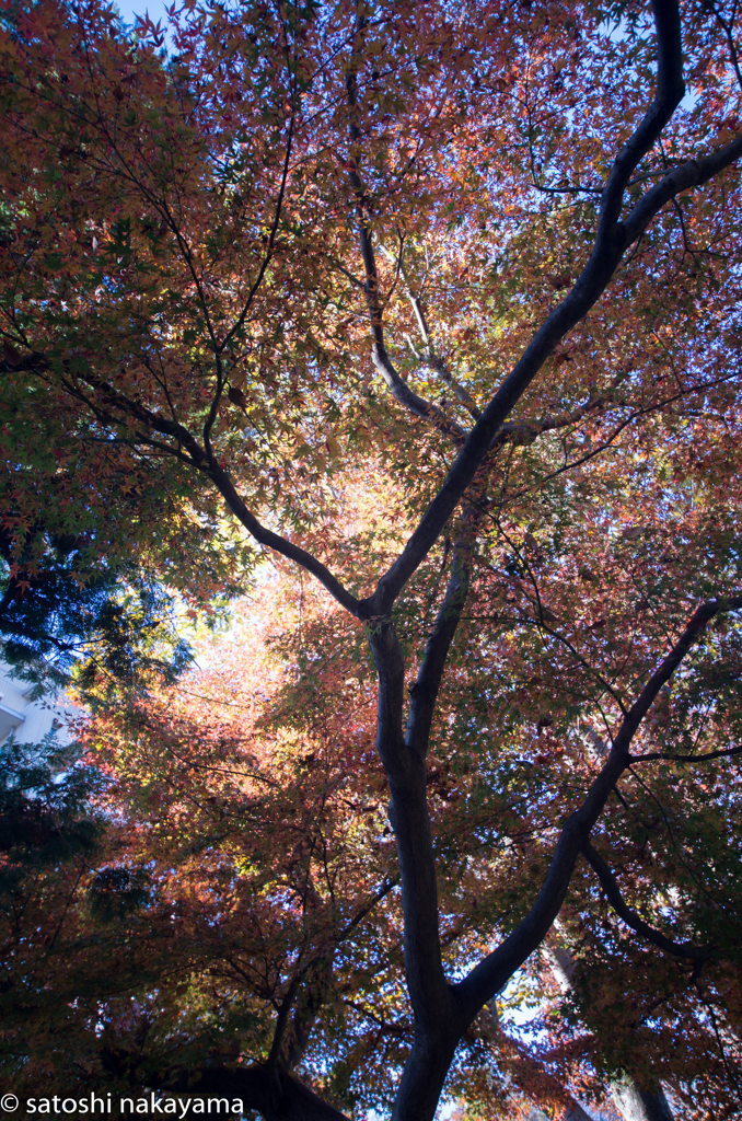 朝日と紅葉