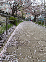 雨あがり